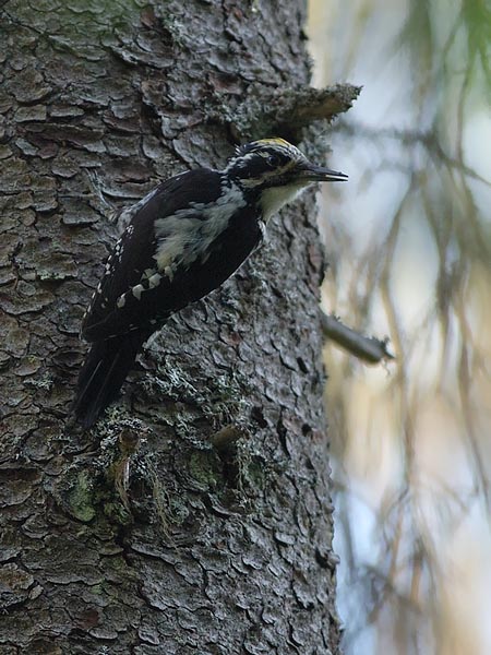 Pohjantikka, Three-toed Woodpecker, Picoides tridactylus